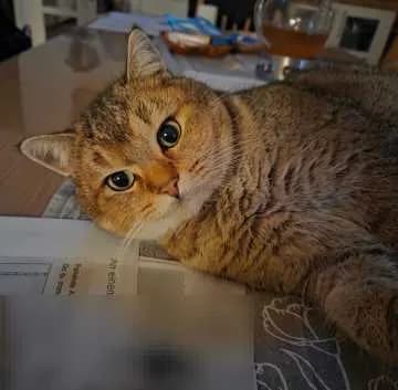 Simba