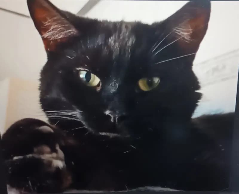 Kater
