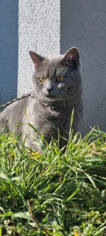 Katze Duman