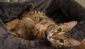 Simba