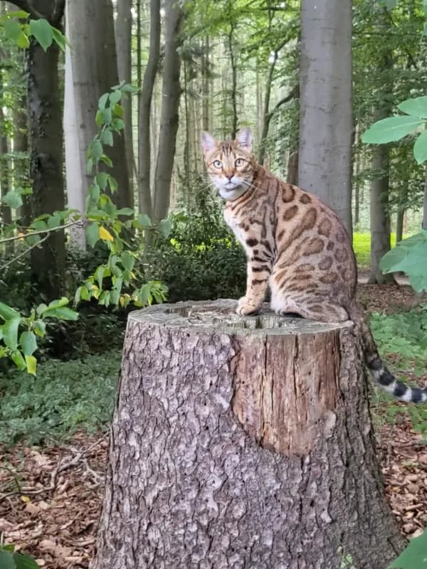 Maja