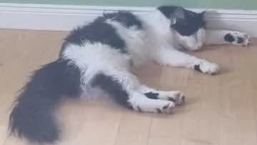 Vlad