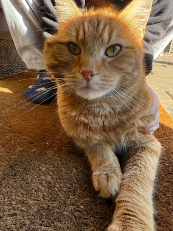 Felix