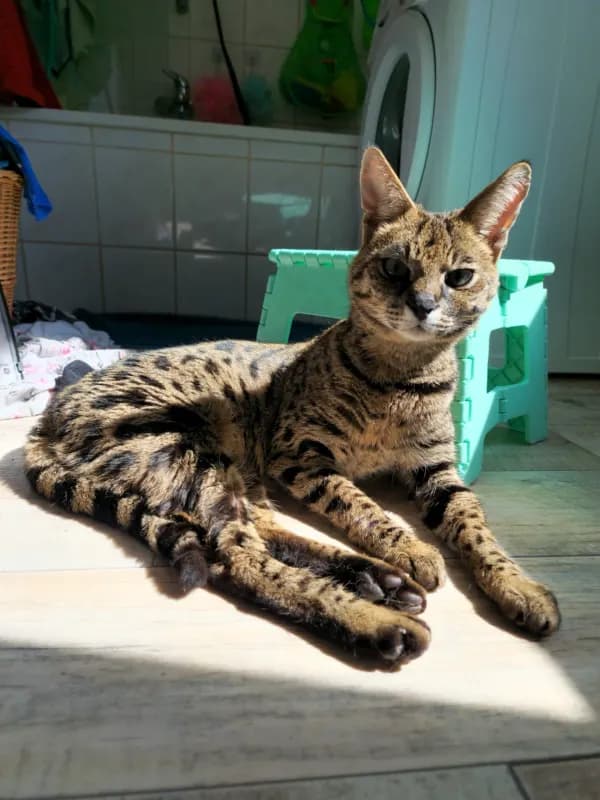 Mogli