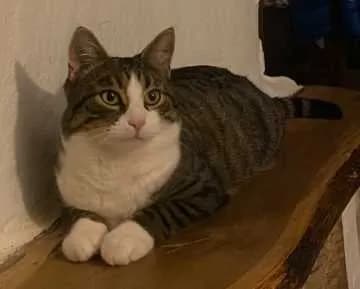 Linus