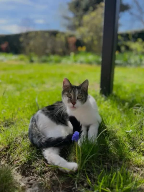 Matti