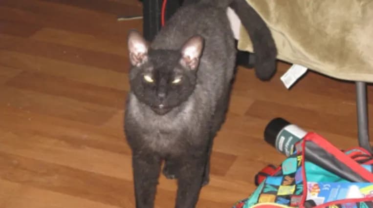 ChiChi