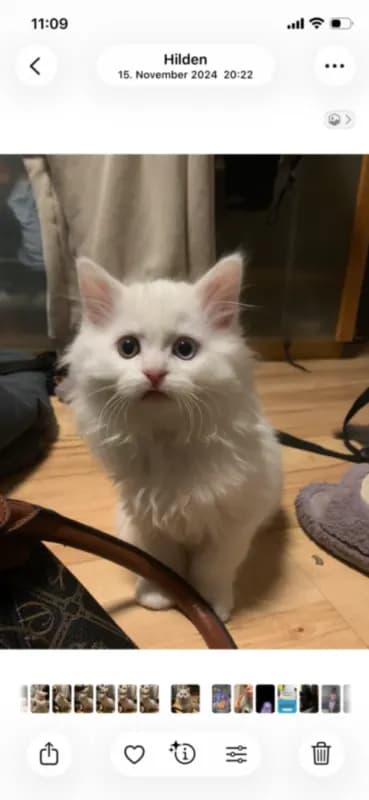 Fluffy