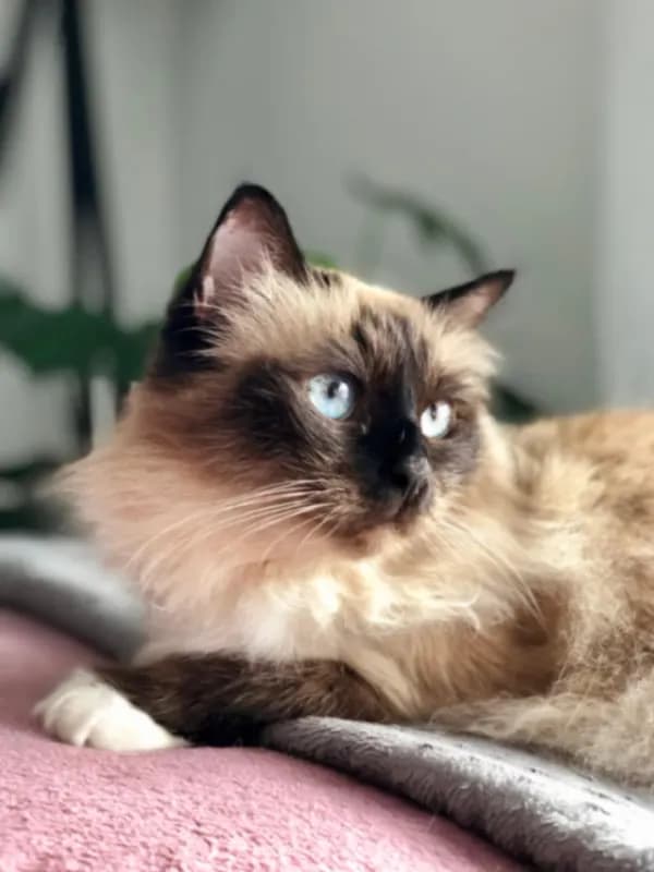 Nayla