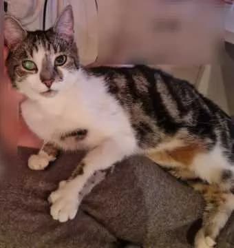 Felix
