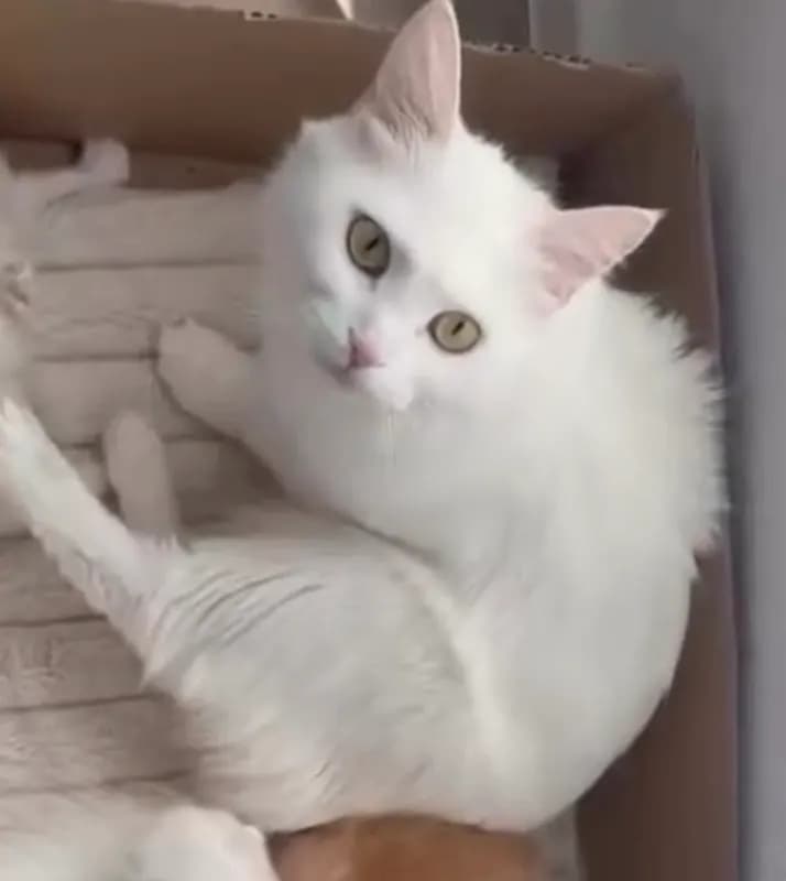 Nala
