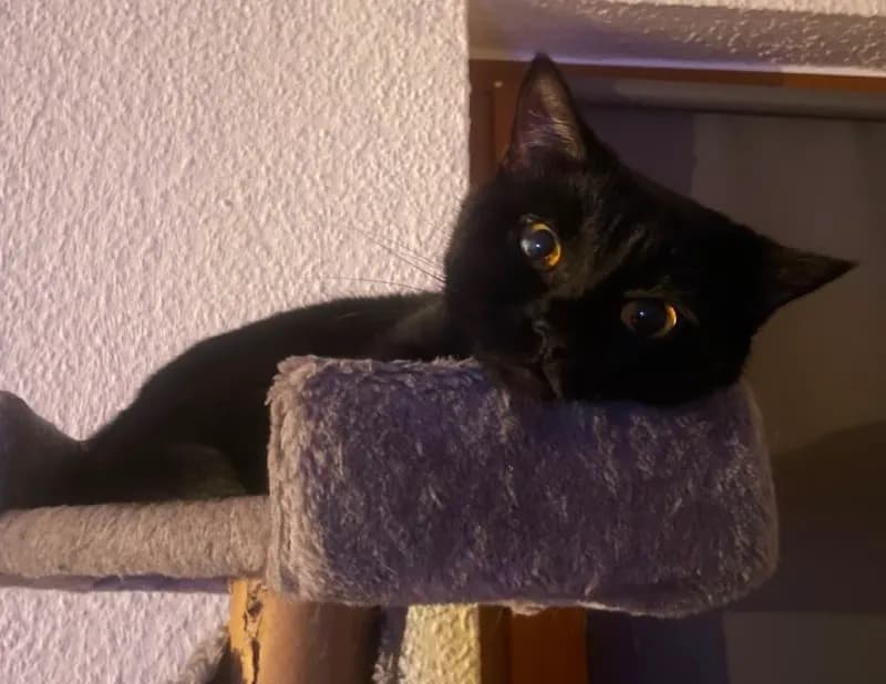 Amani