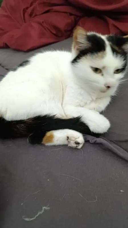 Nala
