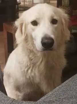 Benji