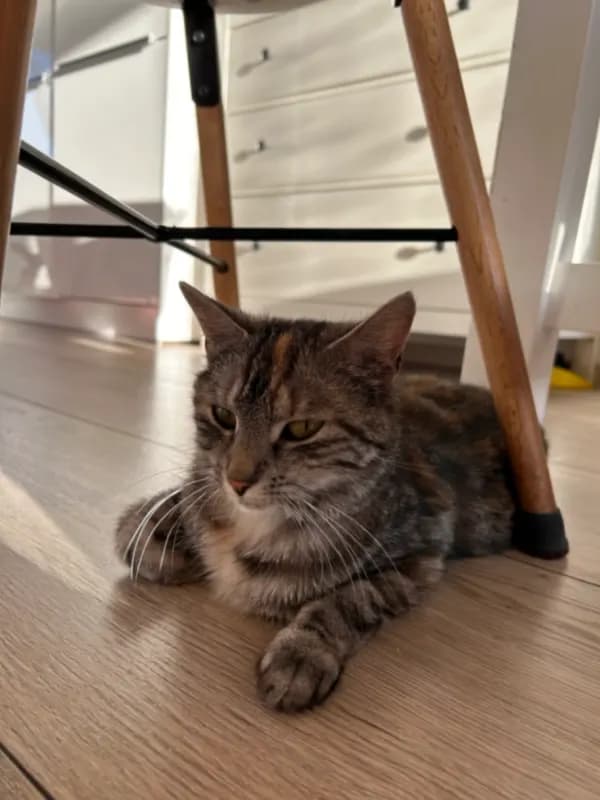 Kitty
