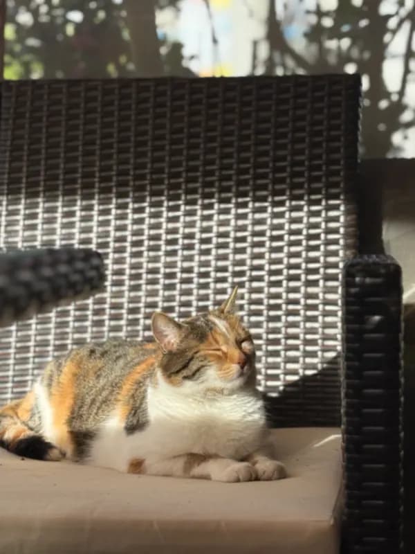 Lotti