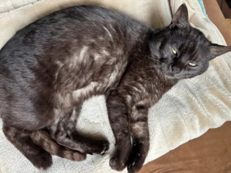 Merlin