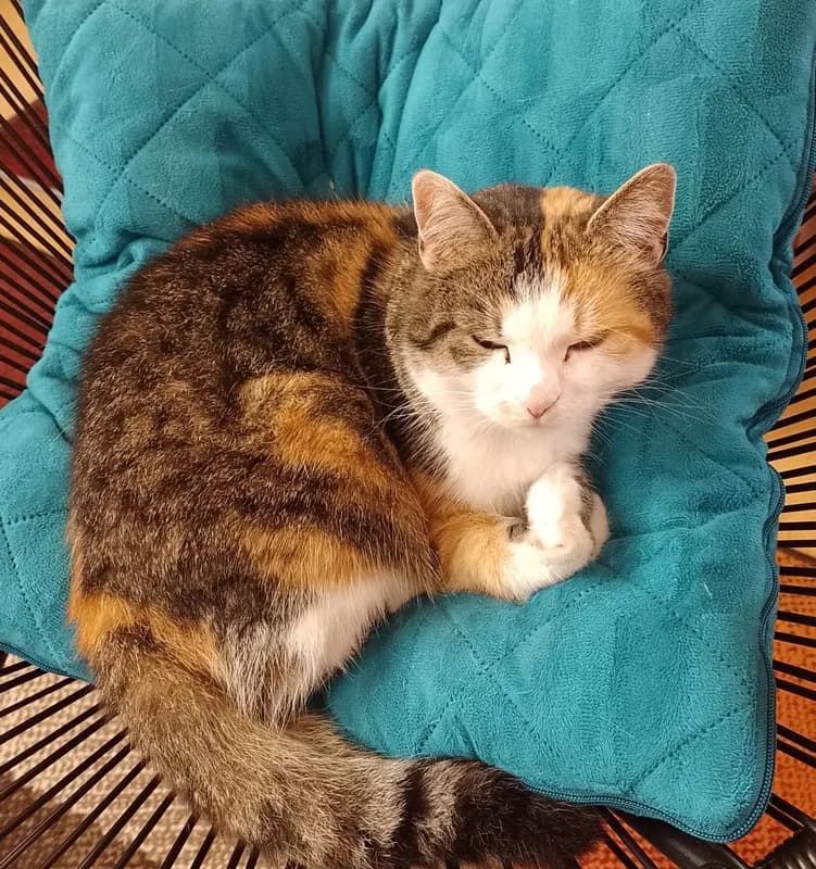 Nala