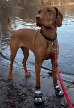 Ronja