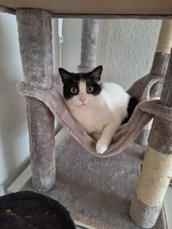 Kitty