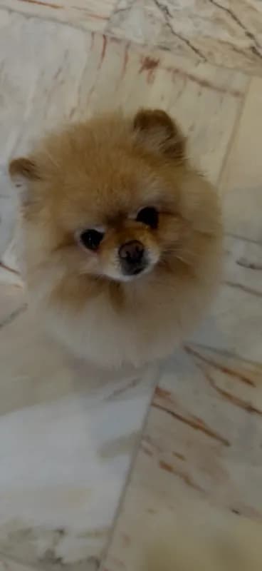 Simba