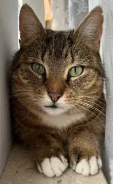 Kitty