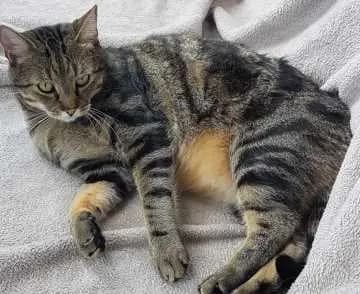 Merlin