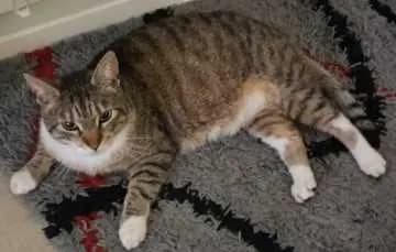 Lani