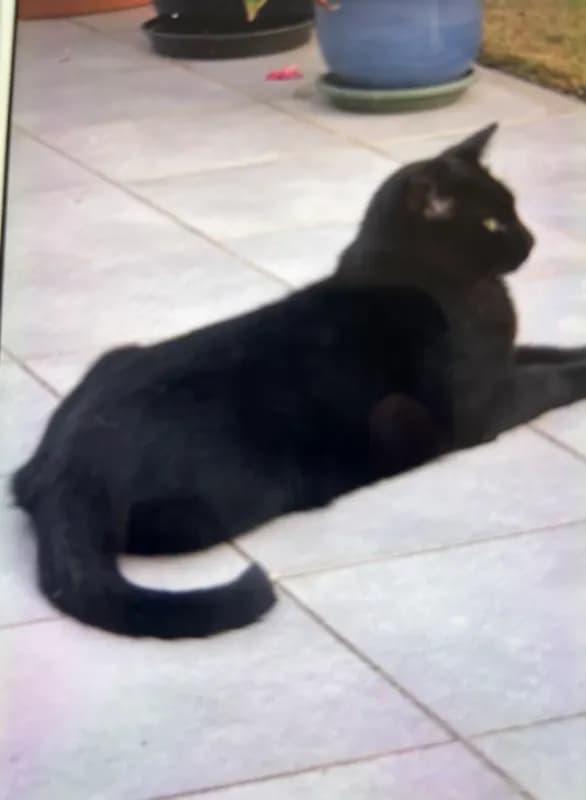 Felix