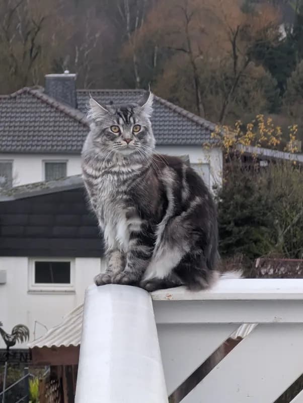 Felix
