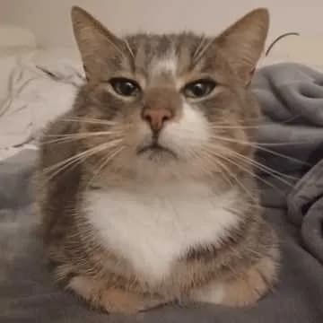 Findi Findus