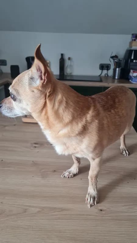 Perro