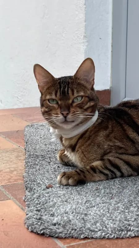 Lani