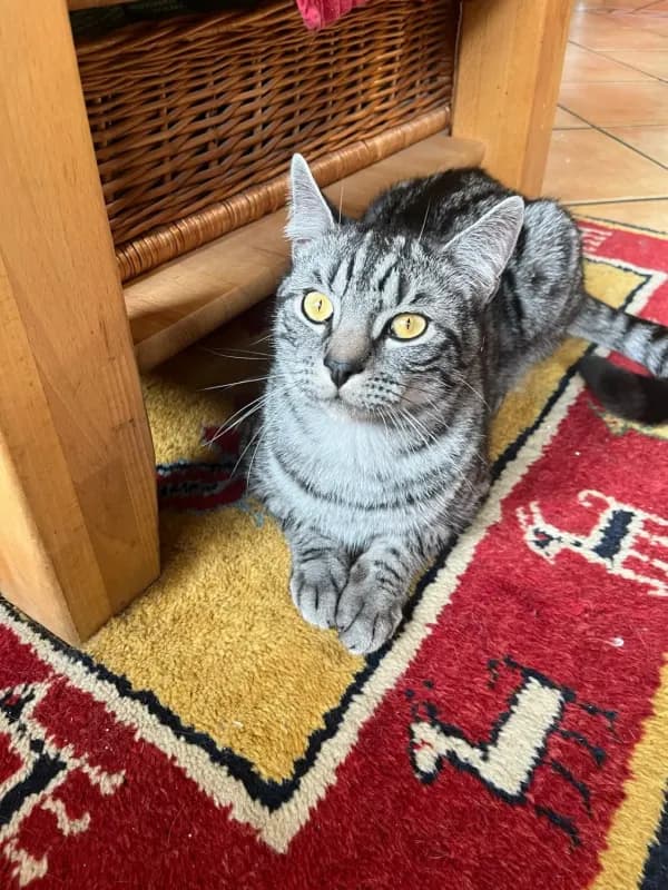 Simba