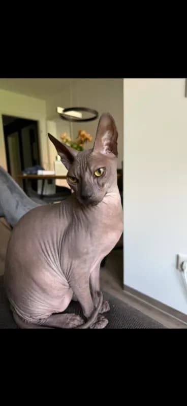 Hugo
