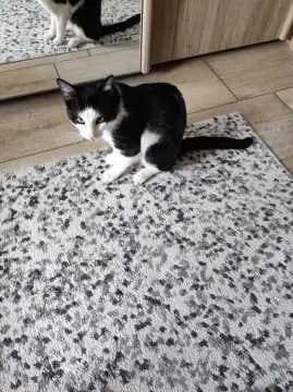 Sammy