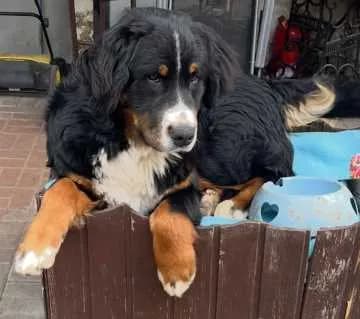 Balu