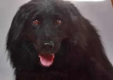 Mogli