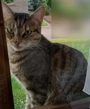 Findus