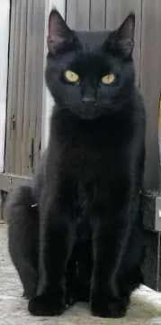 Loki