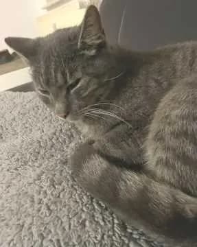 Zorro