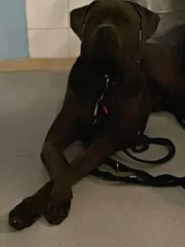 Hugo