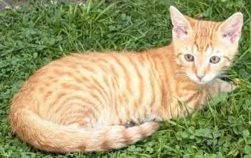 Findus