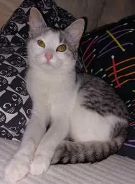 Frieda