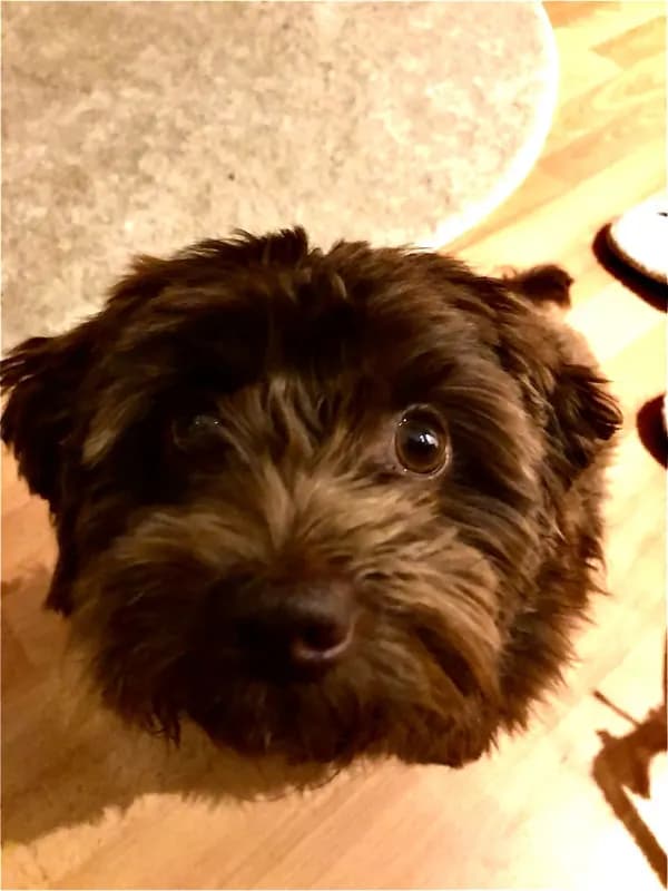 Matti