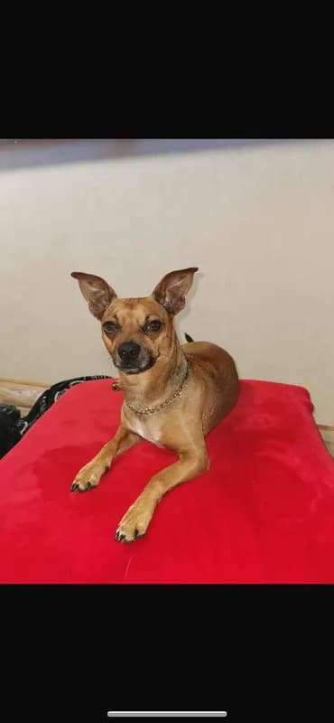 Scooby