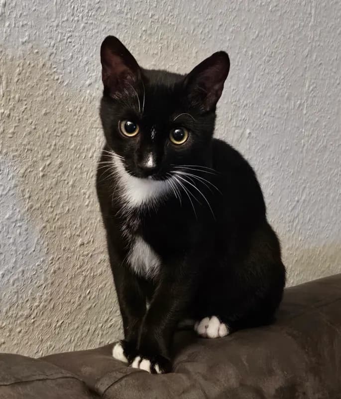 Manni oder Katerchen