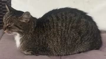 Nyuszi