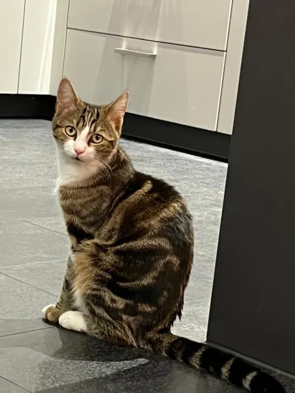 Schnurrbert