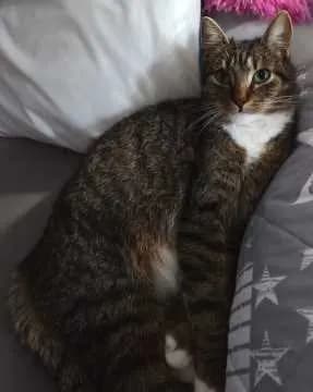 Simba
